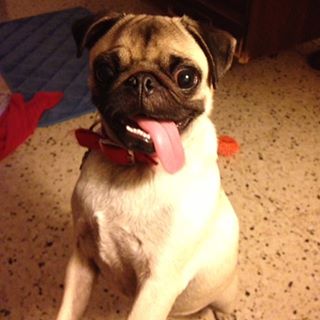 Joy_PhotoCam's tweet photo. #luna #pug #longtongue #puppy #dog #doglover she's my #fourfoot #baby https://t.co/P4QKTScw7y https://t.co/egpTDs7Rwe