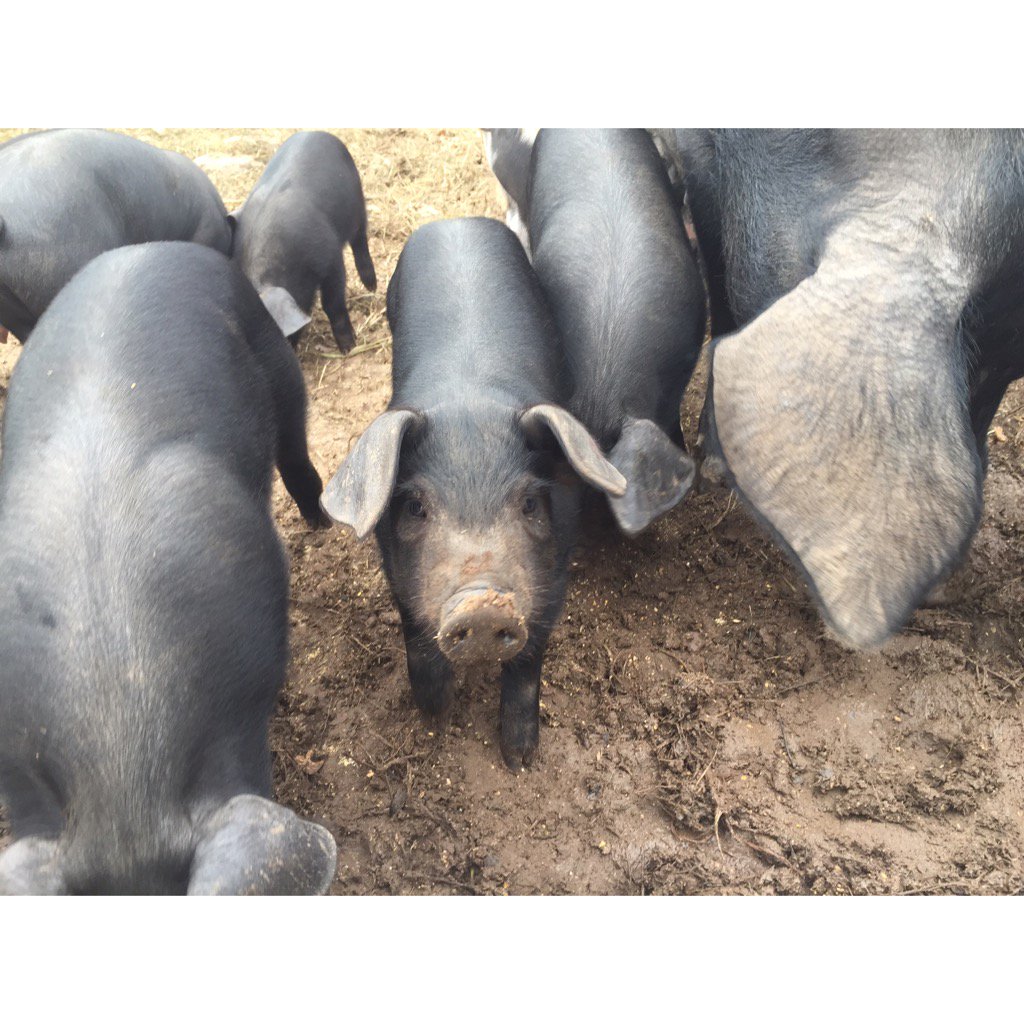 my favorite part of the farm. looking forward to a great #bigbarn event tonight. <a href="/chefcasella/">Cesare Casella</a>