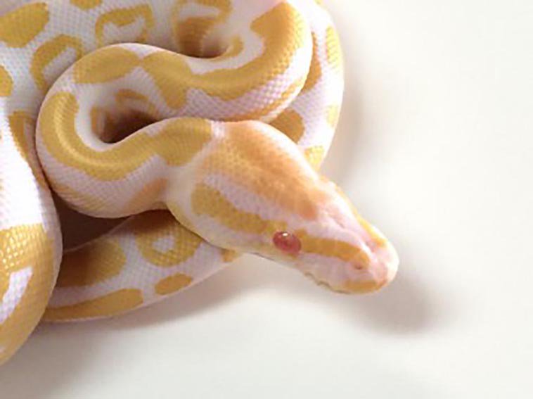 XYZReptiles's tweet image. Are U T+ or T- when it comes to picking an #AlbinoBallPython? ow.ly/TNz3s #xyzReptiles #ballpythonmorphs