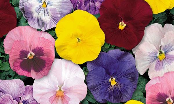 SavannahNow's tweet image. Garden Guru: The Spirit of Monet shifts to cool season planting | bit.ly/1PMUFqe | @CGBGgardenguru