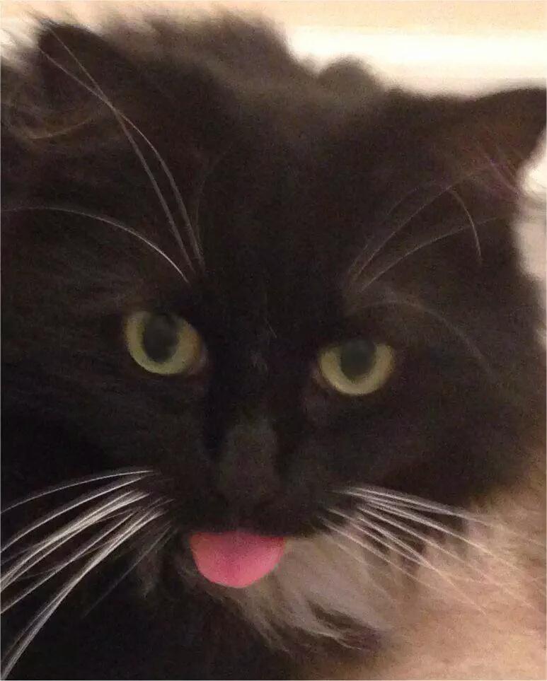 sttyerase's tweet image. It's really true that pets look like their owners. Can you tell us apart? #practicallytwins