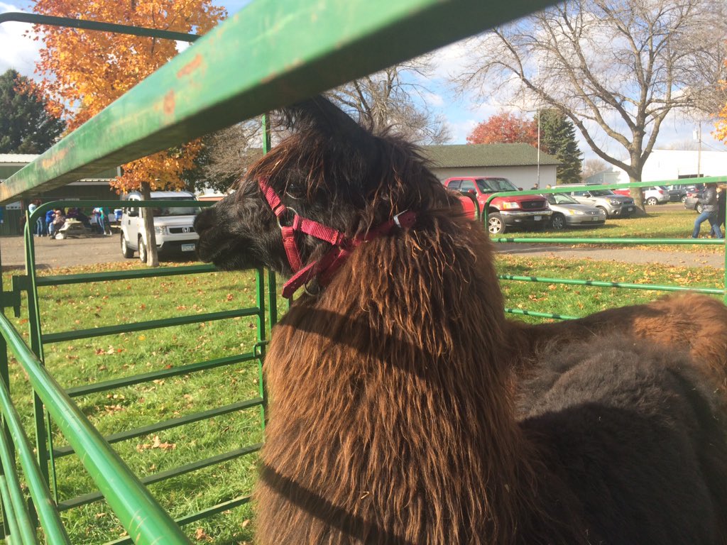 WashingtonCty4H's tweet photo. Come on out to the 4-H Open House at the Washington County Fairgrounds 1-5pm today! https://t.co/9EoGMkQpB2