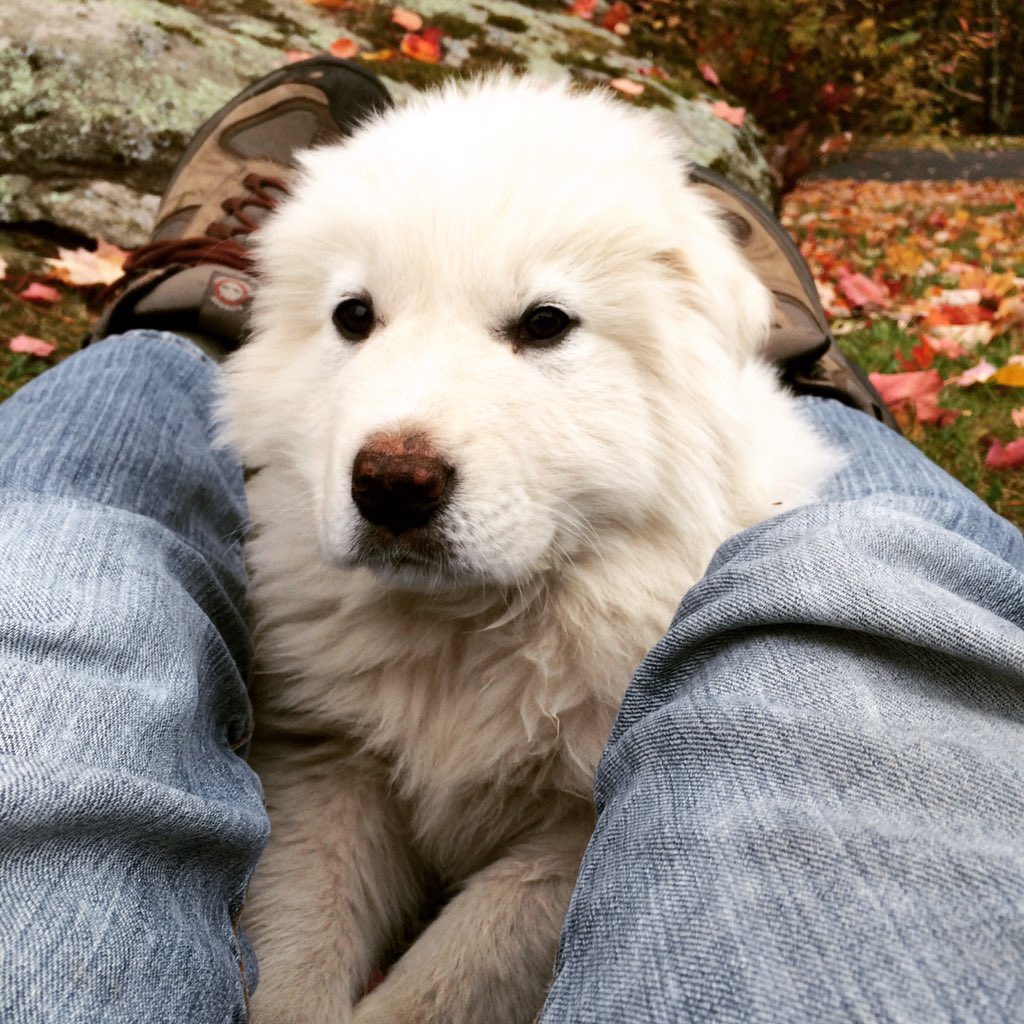 JBernstein27's tweet photo. Hey everyone, meet Baxter! https://t.co/n1Ye31YSMC