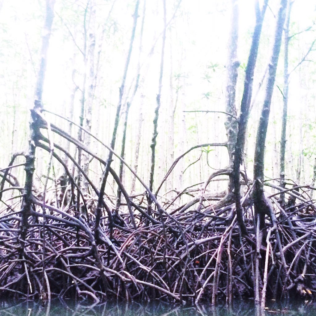Deep in the mangrove forest, I witness mother nature's perfectly interwoven root creations. 

#pachamama #thailand