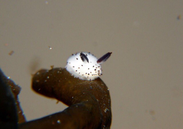 time2slime's tweet photo. there are sea slugs that look like bunnies also im crying https://t.co/yuC4aEx6R3