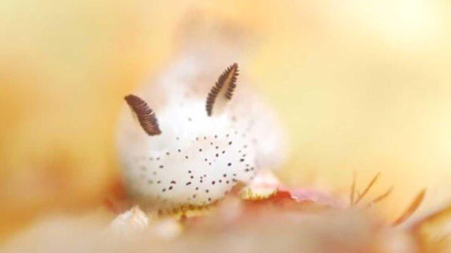 time2slime's tweet photo. there are sea slugs that look like bunnies also im crying https://t.co/yuC4aEx6R3