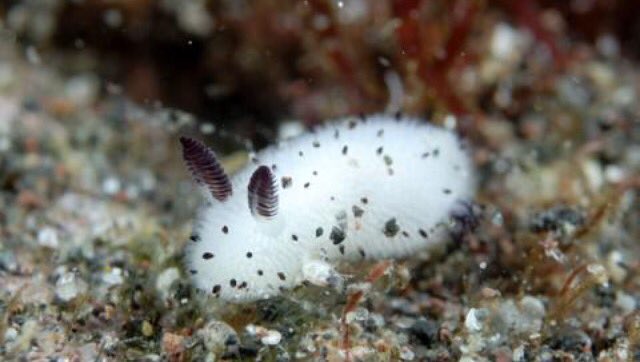 time2slime's tweet photo. there are sea slugs that look like bunnies also im crying https://t.co/yuC4aEx6R3