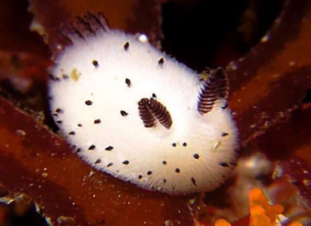 time2slime's tweet photo. there are sea slugs that look like bunnies also im crying https://t.co/yuC4aEx6R3