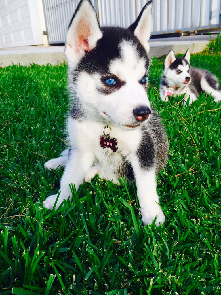 brooklyn_jeter's tweet photo. Our first selfie #cutehuskies #Jeter&Brooklyn https://t.co/2FhbSvS13Z