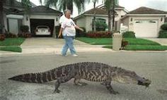 LakeshoreCHS's tweet photo. Walk with your fellow Gators tomorrow! Teams, Student Council, Staff, Administration. #bethere #getonthatbus https://t.co/26NNNpi1bh