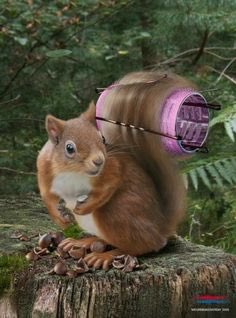 squirrelbitch tweet picture