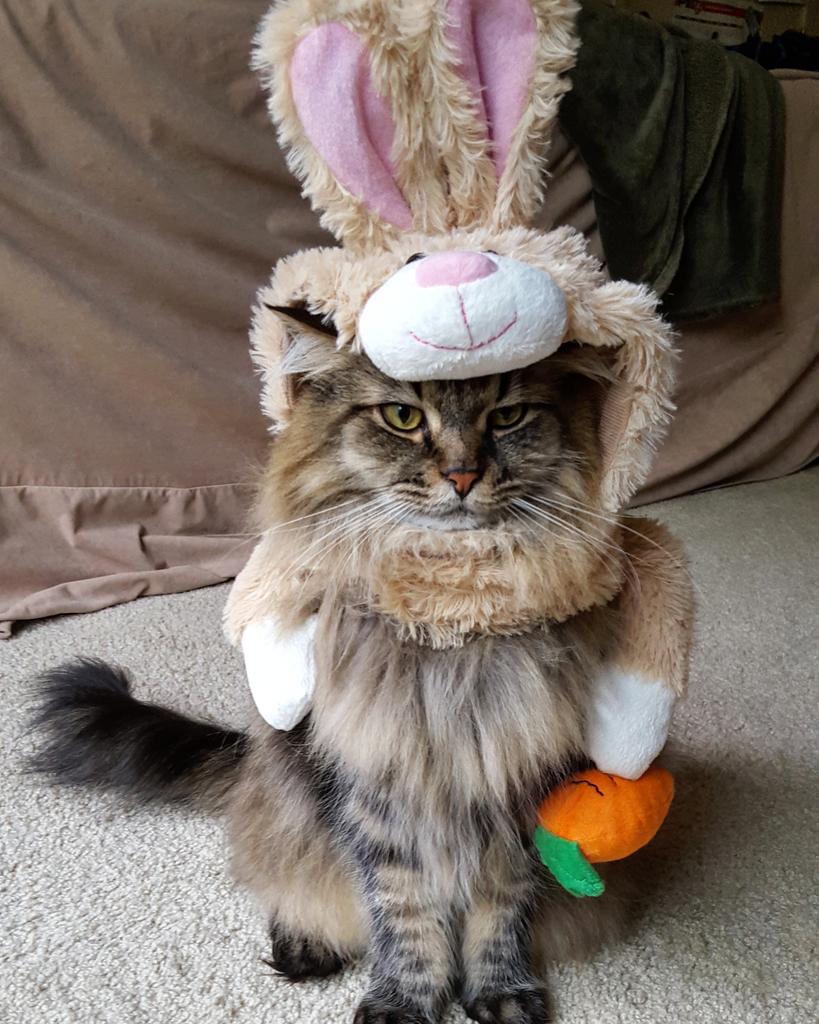 Angelerssssss's tweet photo. Only thing scary about this is I had to wear it #Maxxcat #MonsterCute @PetSmart #catsincostumes #halloween #cats https://t.co/F5cgrJSmOI