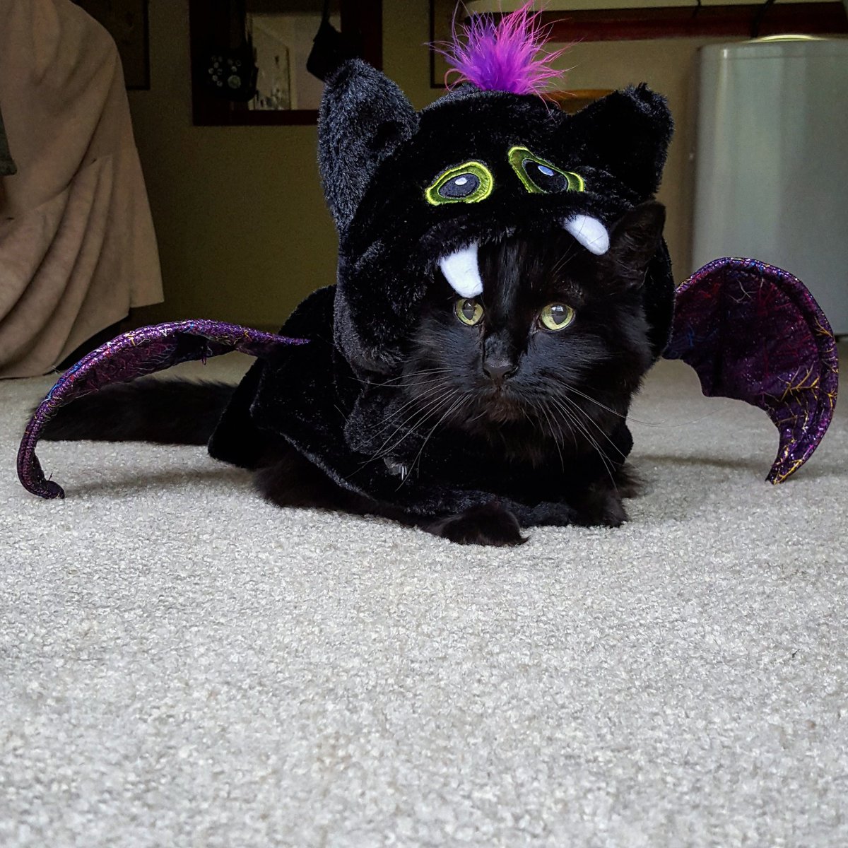 Angelerssssss's tweet photo. This is just #BatShitCrazy #JuJuBean #MonsterCute @PetSmart #blackcat #halloween #catsincostumes #cats https://t.co/aiS8Wf1p8K