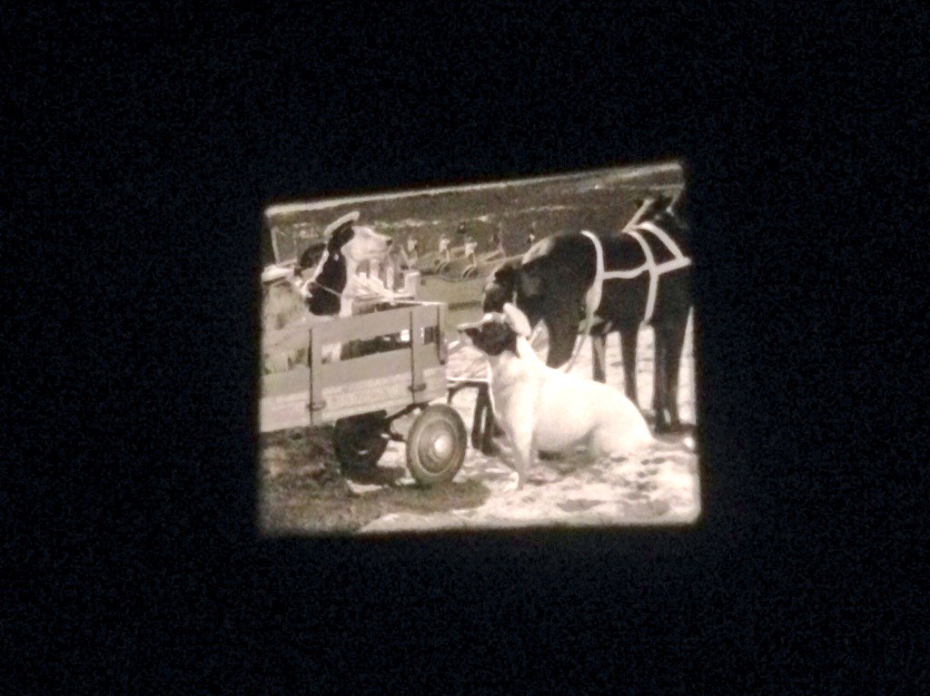 homemoviedayla's tweet photo. Definitely a crowd pleaser: A very meticulously staged dog water race, circa 1952. What talented animals! #HMD2015 https://t.co/6kawesCtdq