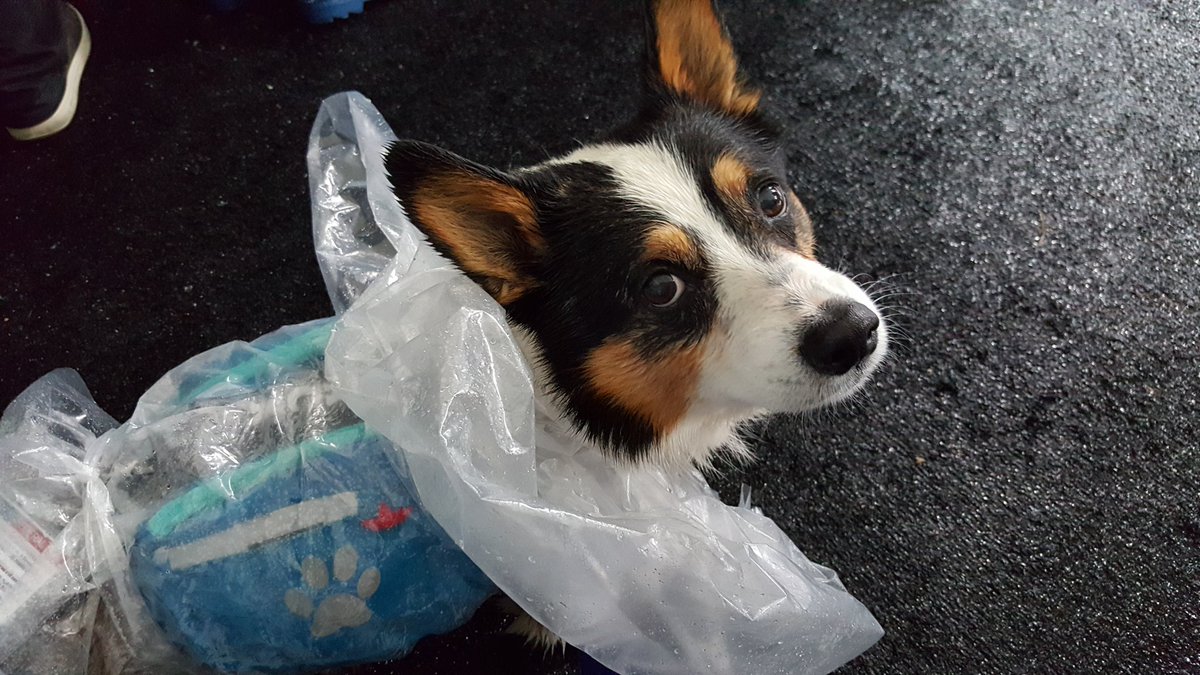 GIJane_04's tweet photo. Sooo, brought my service dog to Formula 1 this year. He doesn't look enthused. https://t.co/j43pBFly62