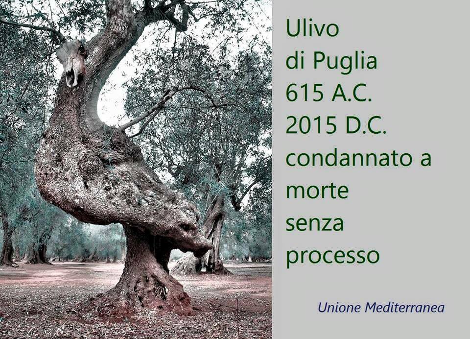 sudsoundsystem's tweet photo. Ulivo di Puglia, nato il 615 A.C.
Condannato a morte senza processo. https://t.co/8VB7em60oM