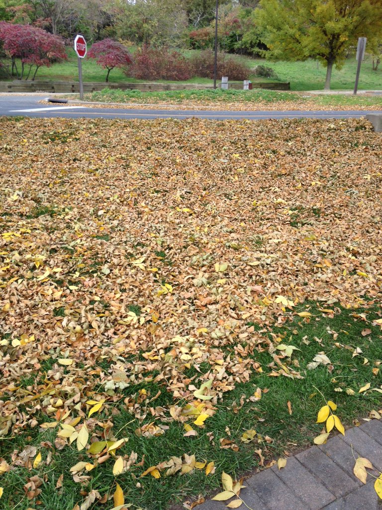 QuiaEileen's tweet photo. This is the biggest pile of leaves that I've ever seen. #fallspiration https://t.co/1OkP0F9KSd