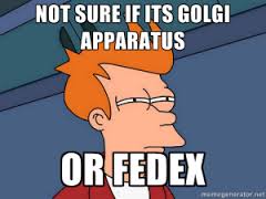 GFA_OG_golgi's tweet photo. who loves golgis? MEme #GFAcellwars #justgolgithings https://t.co/FRpiGNApEs