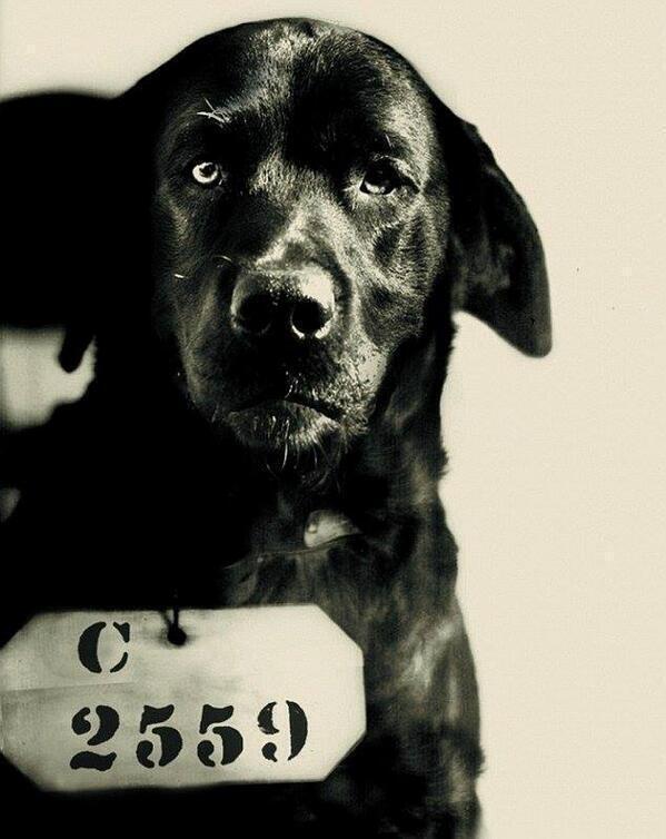 ThatsHistory's tweet photo. Pep, the dog who was sentenced to life in prison for killing Pennsylvania governor's cat, 1924. https://t.co/TXRNSmralz