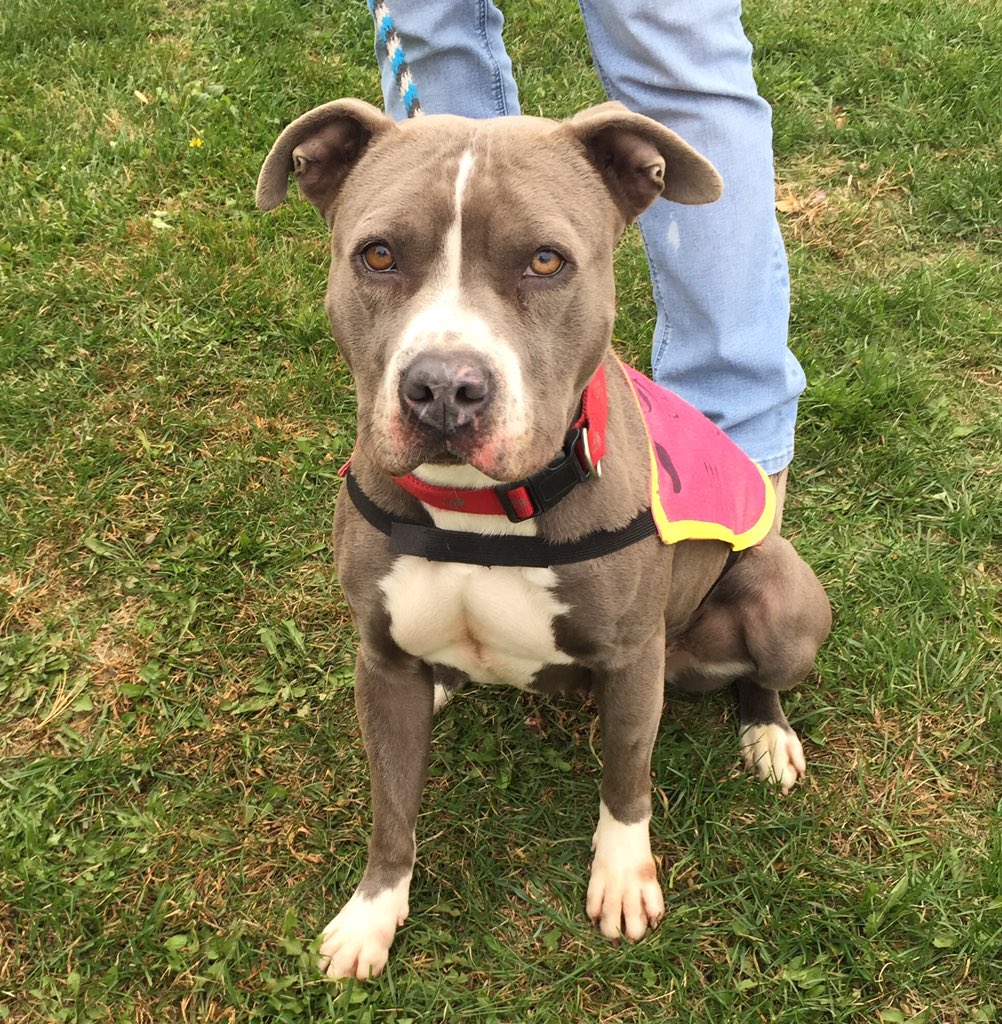 A New Leash on Life tweet media