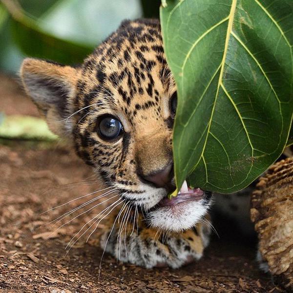 Ryan | Nomados tweet media