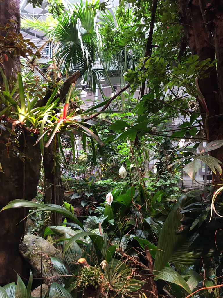 GeogAttwell's tweet photo. California Academy of Sciences #rainforest #SWUSA15 https://t.co/qB39A6D8S6