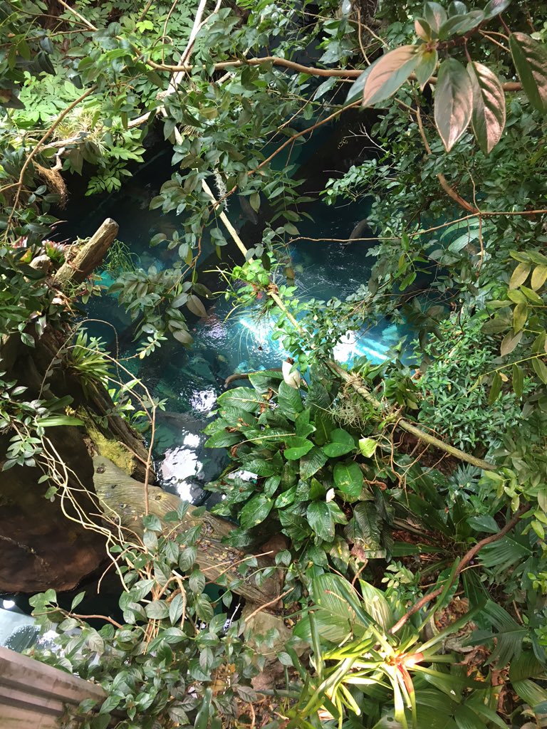 GeogAttwell's tweet photo. California Academy of Sciences #rainforest #SWUSA15 https://t.co/qB39A6D8S6