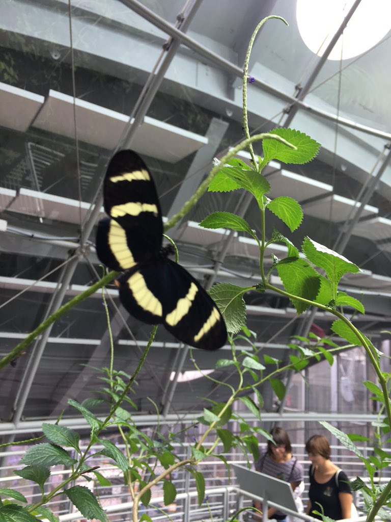 GeogAttwell's tweet photo. California Academy of Sciences #rainforest #SWUSA15 https://t.co/qB39A6D8S6