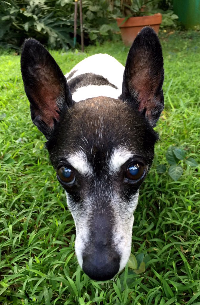 LyndaWoolard's tweet photo. My dog Chuck Todd is going to stare at you until you #GeauxVote for @JohnBelforLA for #lagov! Polls open until 8! https://t.co/xLRuyXw8yM