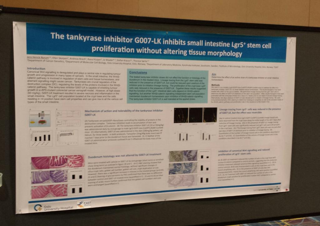 j_h_norum's tweet photo. Presenting the poster at #AACRfbcr15 #cancer #tankyrase #wnt https://t.co/YAm1nDGhpq