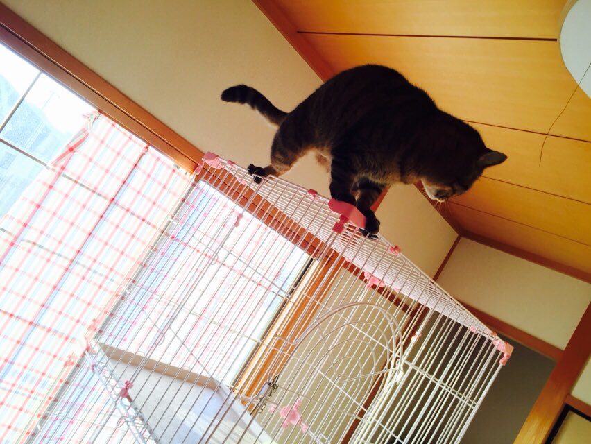 caaat10 tweet picture