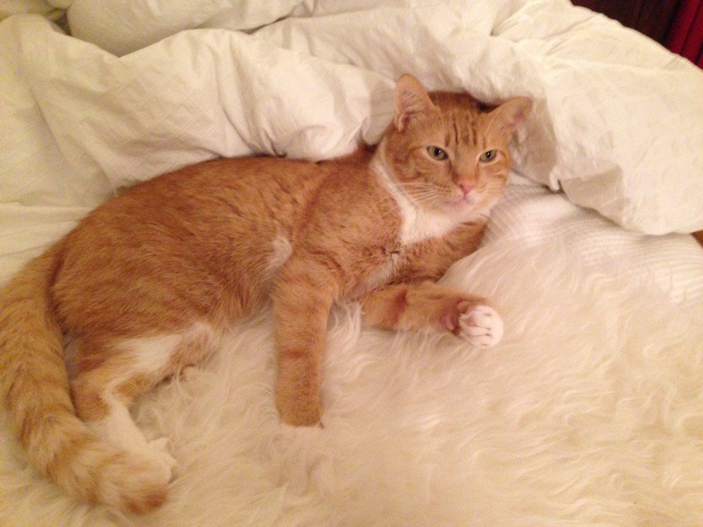 lemonthecat's tweet image. Later on Saturday. #sameposition