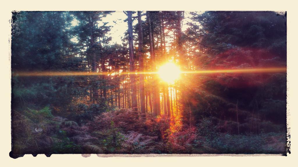 BurntheCurtain's tweet photo. Sun is setting, The First Wolves have arrived @FCHaldonForest @ForestArtWorks @SolomonLennox #hairyontheinside https://t.co/ZsP8xukKkC