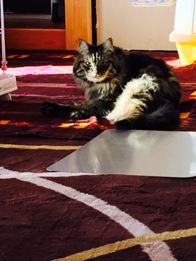 caaat10 tweet picture