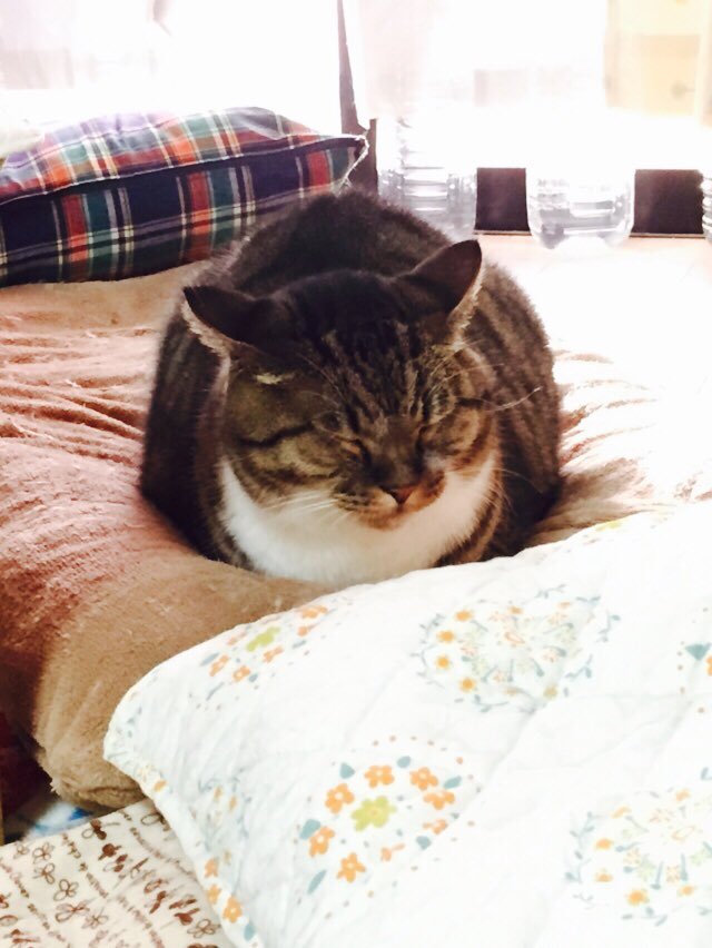 caaat10 tweet picture