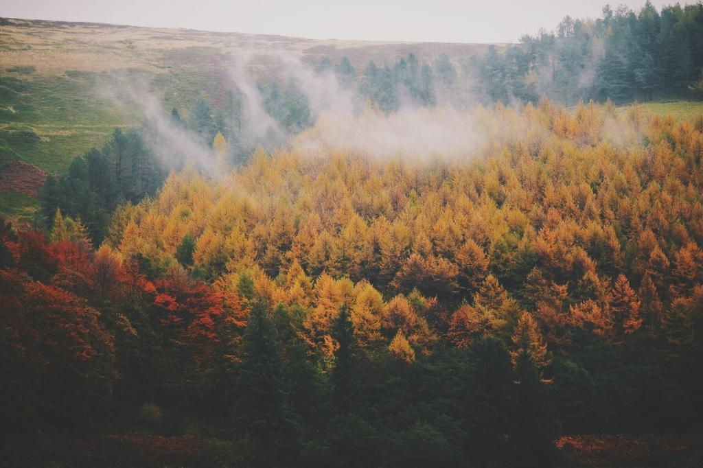 осень ветер. осень атмосфера. осенняя грусть. воздух осенью становится. лист на ветру.