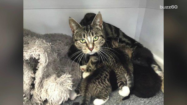 saveallanimals2's tweet photo. #NewZealand #Mother #Cat Breaks into #VetClinic to #Reunite with her #LostKittens! https://t.co/7PWORQamsv #cats #RT https://t.co/cHNUH08Eox