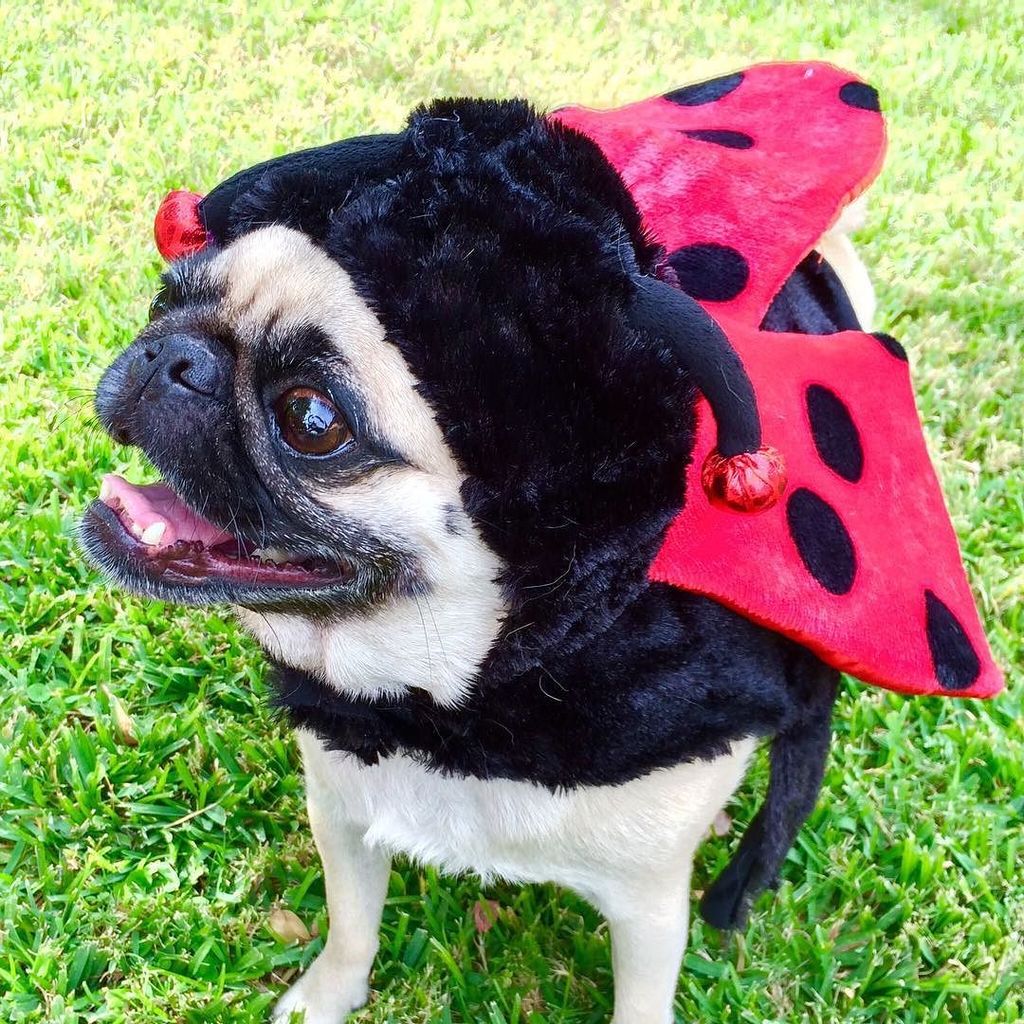 pixiebellepug's tweet photo. Mom says I'm anything but a ladypug after todays walk... #poopprotest is over! 🙊💩🙈 #momsgettinghermoniesworth https://t.co/Tukx4Jhfec