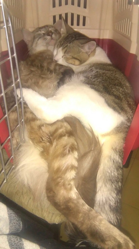 El RenaciOdi 🇵🇸 tweet media