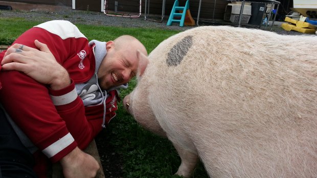 CBCNews's tweet photo. Man fights to keep his two beloved pot-bellied pigs in the city https://t.co/mMGExh6Xcw https://t.co/pc69jupQgL