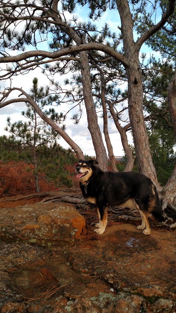 dlaufenberg's tweet photo. Happy dog kind of day, frolicking in nature. #fallinWI https://t.co/RC3ia6BWLx