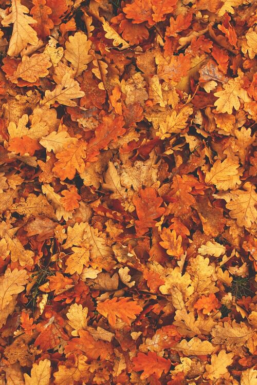 fallblogging tweet picture