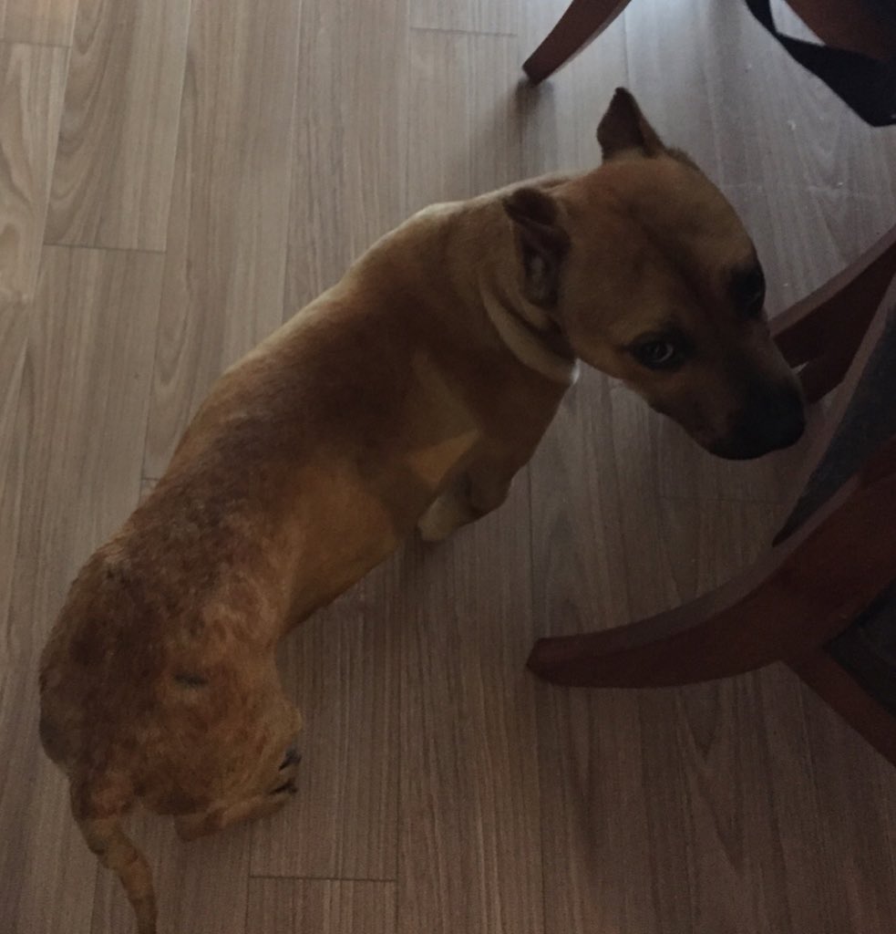 _leticiafabian's tweet image. Recién recogido por mis papas en #SanJeronimo. Uno de tantos, #YaBasta de tanta crueldad!!!#NoAlMaltratoAnimal