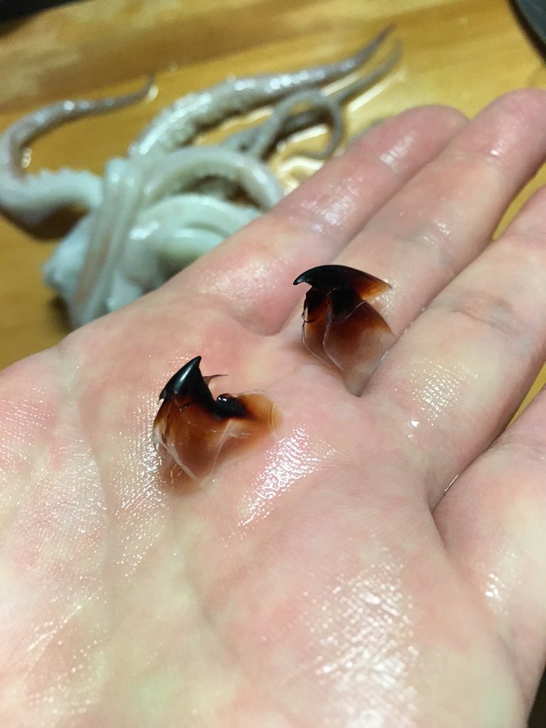 Twitter 上的 つくしあきひと イカくちばしのカラストンビは猛禽感溢るるフォルムでカッコ良かったよ T Co bm6zse4n Twitter Twitter 上的 つくしあきひと イカくちばしのカラストンビは猛禽感溢るるフォルムでカッコ良かったよ T Co bm6zse4n Twitter