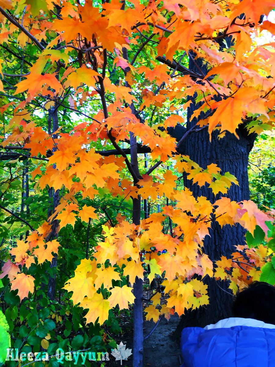 scienceismybae's tweet photo. This is a maple tree. I know because it has maple leafs all over it. #mapletree #canada #nature https://t.co/38UhVIj8jQ