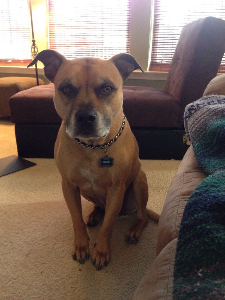 teamcrafted1309's tweet photo. Hank 👑 #showusyourpits https://t.co/8NrmqAoXFy