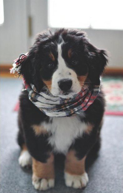 sharecute_com's tweet photo. #Dog https://t.co/MEKVq2bshX https://t.co/mak5Q62Hc5