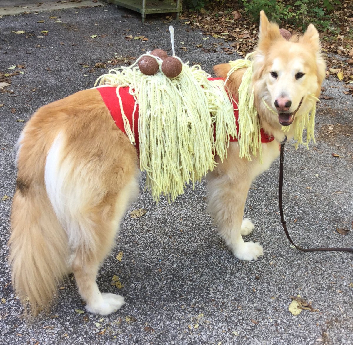 HarleyRDK07's tweet image. @BlogPaws #BlogPawsHalloween Artie in his spaghetti and meatball costume