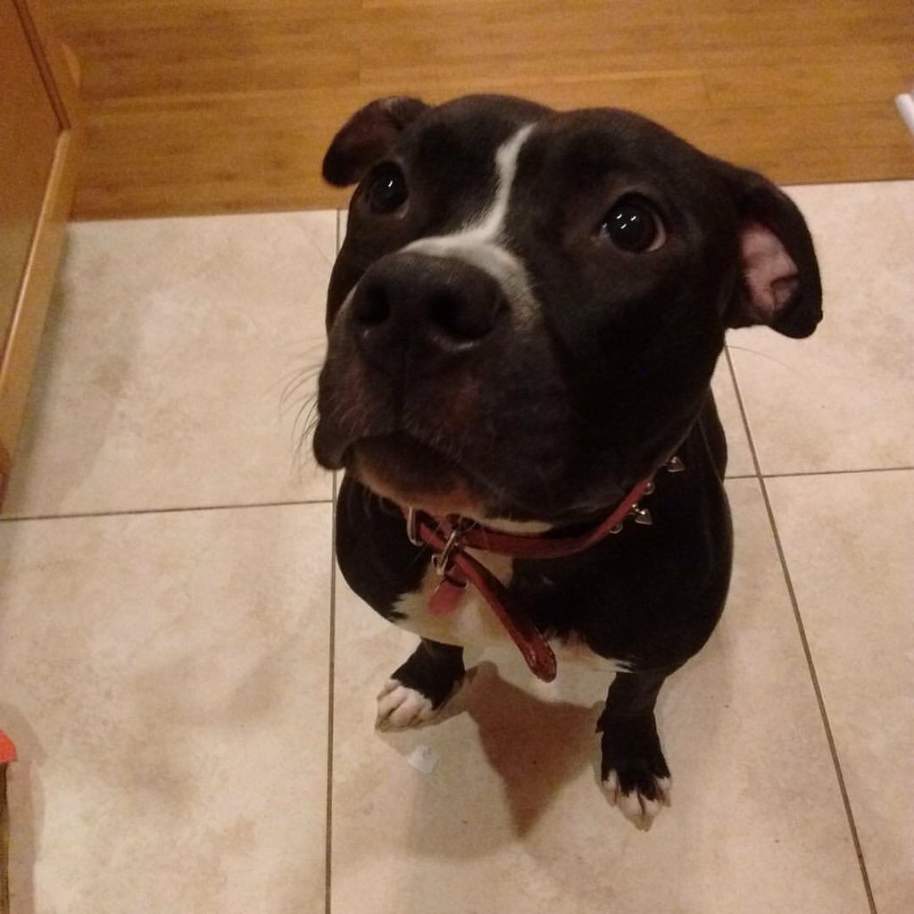 SharonORD's tweet photo. Olive! #showusyourpits https://t.co/vuKMQU22Wp