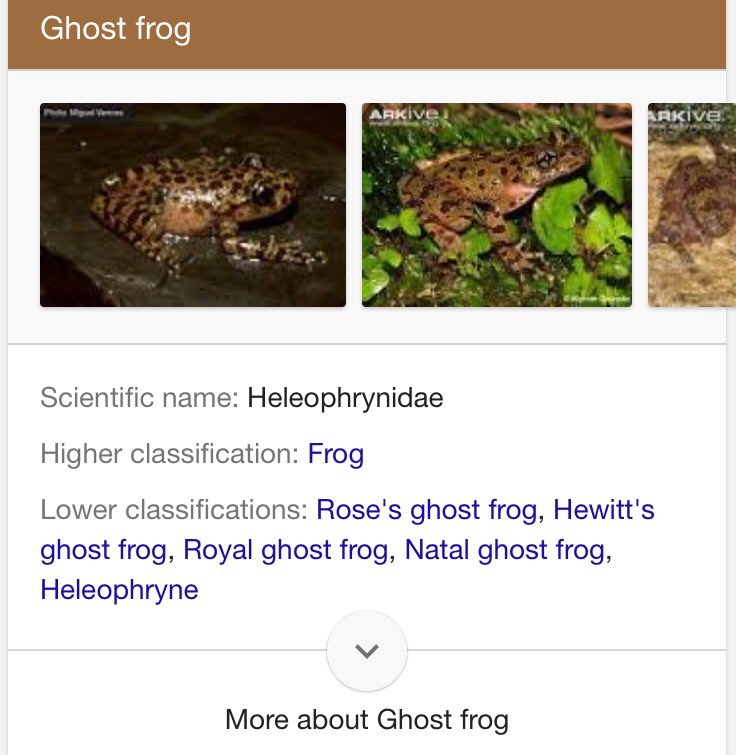 Wapmedo's tweet photo. @jasonrballenger Ghost Frog is an actually species of frog #ChaseYourMoment #GhostFrog https://t.co/tqa7LSOUDm